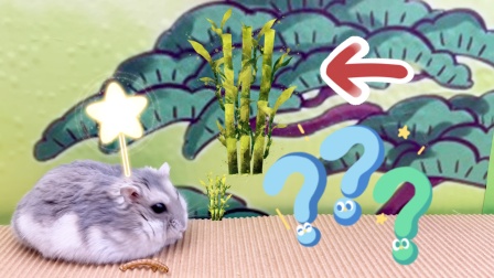 仓鼠益智闯关 20集