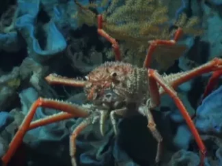 探秘海洋动物家族 畅游海底世界 认识神奇动物 13集