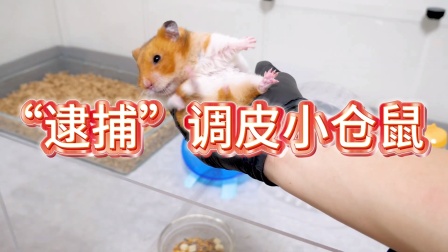 小仓鼠&ldquo;拆家&rdquo;记 1集