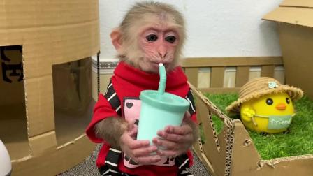 小猴子叮当历险记 17集
