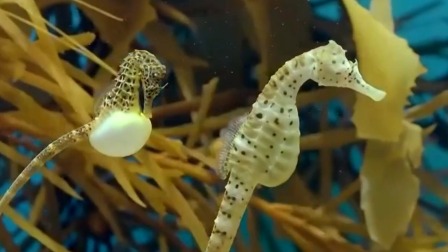 探秘海洋动物家族 畅游海底世界 认识神奇动物 6集