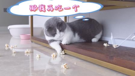 猫猫闯关大挑战 第二季 7集