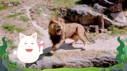 可可百科365：最强大猫争霸赛 1集