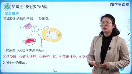 学王课堂 人教版高中生物学选择性必修1（稳态与调节） 5集