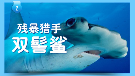 小小探险家：百科大讲堂 14集