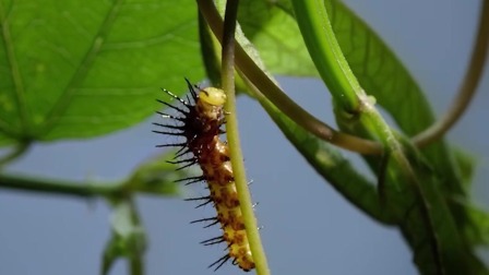 奇妙历险记：昆虫世界大冒险 4集
