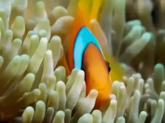 探秘海洋动物家族 畅游海底世界 认识神奇动物 4集