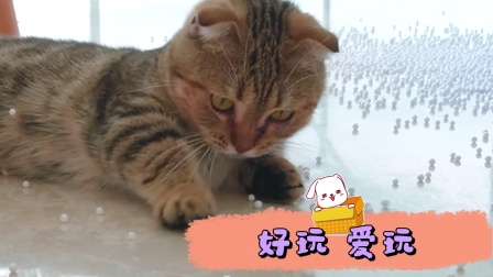 猫猫闯关大挑战 第二季 2集