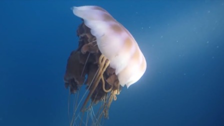 超级镜头：深海生物大派对 4集