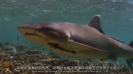 少年的第一堂自然课 19集
