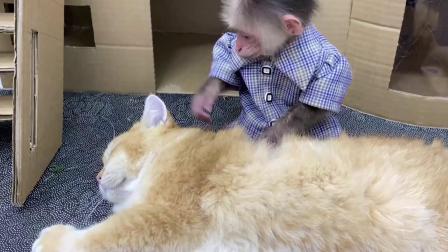 小猴子叮当历险记 4集