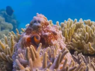 探秘海洋动物家族 畅游海底世界 认识神奇动物 7集