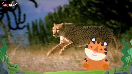可可百科365：最强大猫争霸赛 4集