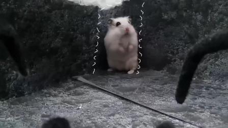 萌萌小仓鼠之密室逃脱 6集