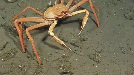 超级镜头：深海生物大派对 8集