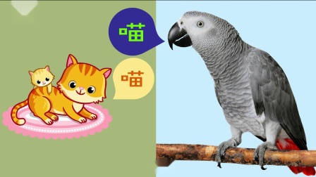 好奇世界百问百答之小型动物观察笔记 13集