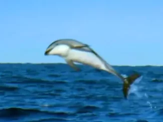 探秘海洋动物家族 畅游海底世界 认识神奇动物 8集