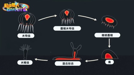 超级镜头：百万个为什么之深海动物篇 6集