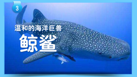 小小探险家：百科大讲堂 15集