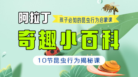 阿拉丁&middot;奇趣小百科 孩子必知的昆虫行为启蒙课 10集