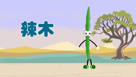 阿布小课堂 我爱蔬菜 16集