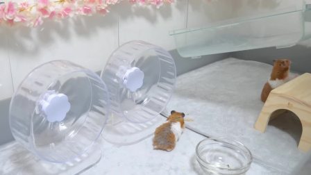 小仓鼠&ldquo;拆家&rdquo;记 10集