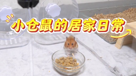 小仓鼠&ldquo;拆家&rdquo;记 3集