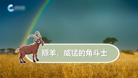 动物特攻队 5集