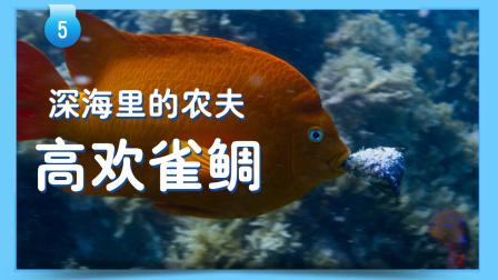 小小探险家：百科大讲堂 17集