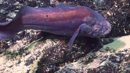 超级镜头：深海生物大派对 6集