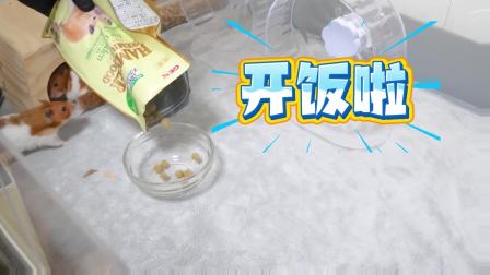 小仓鼠&ldquo;拆家&rdquo;记 11集