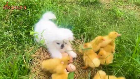小猴子可可 198集