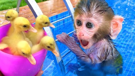 小猴子啵啵 第4季 32集