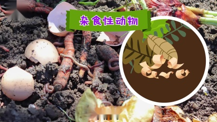 好奇世界百问百答之小型动物观察笔记 22集