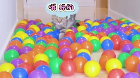猫猫闯关大挑战 第二季 5集