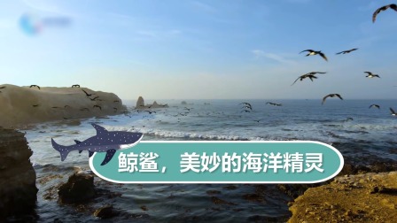 动物宝宝历险记 10集