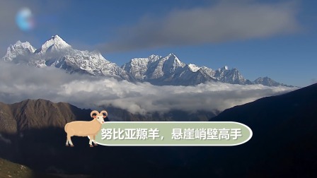 动物宝宝历险记 7集