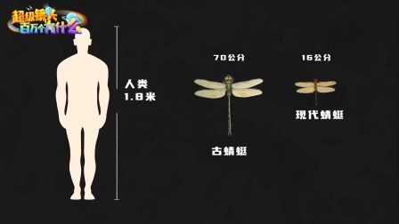 超级镜头：百万个为什么之昆虫篇 8集