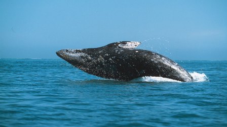 小海马知识：海洋巨兽大百科3 7集