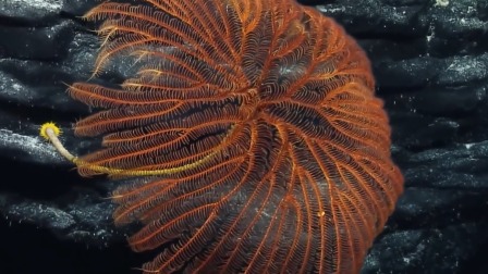 超级镜头：深海生物大派对 2集