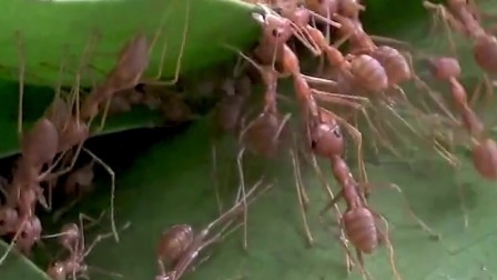 奇妙历险记：昆虫世界大冒险 9集
