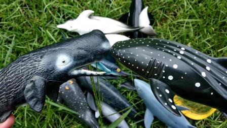 鹿小小识动物 11集