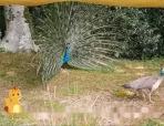 萌鸡小队趣自然 5集