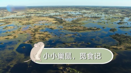 动物宝宝历险记 2集